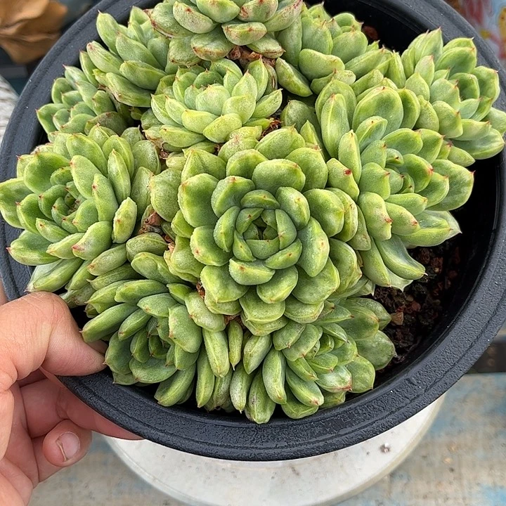 多肉植物一物一拍