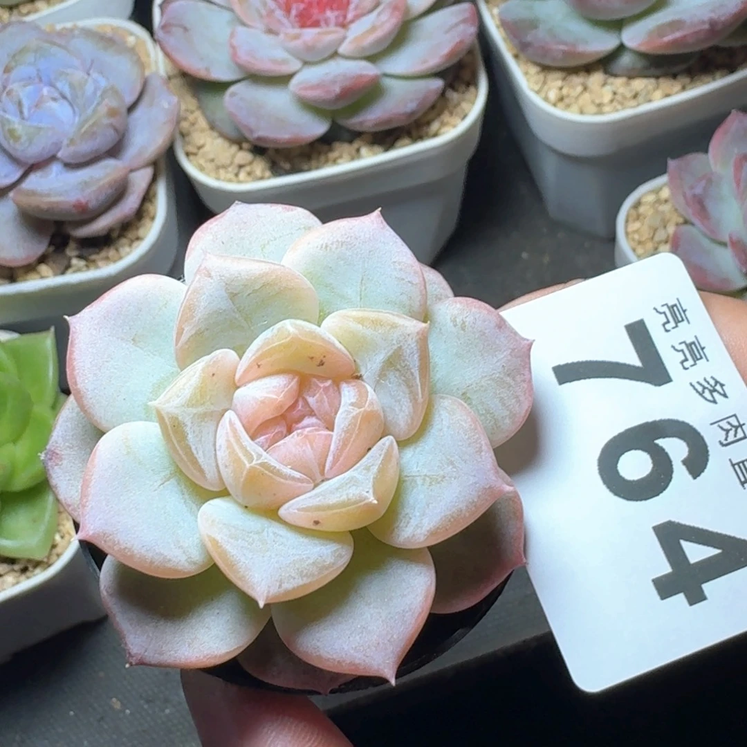 下播福利拍够包邮发货