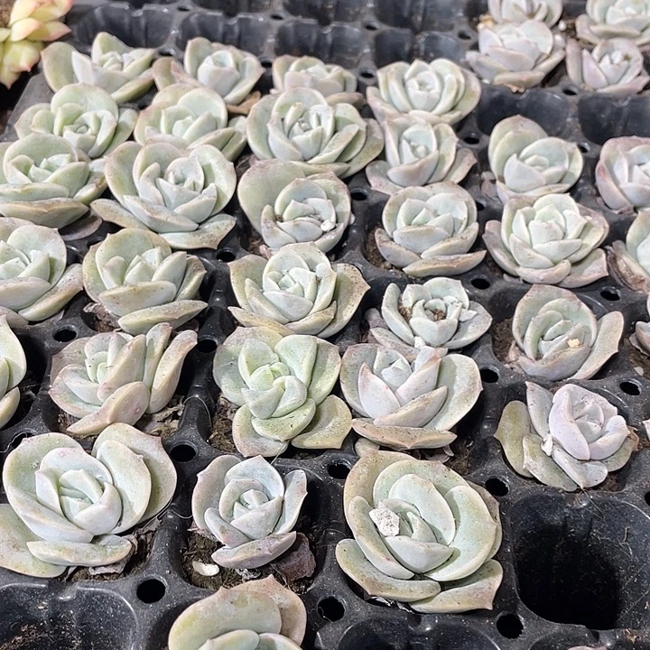 小可爱玫瑰1元带土发货