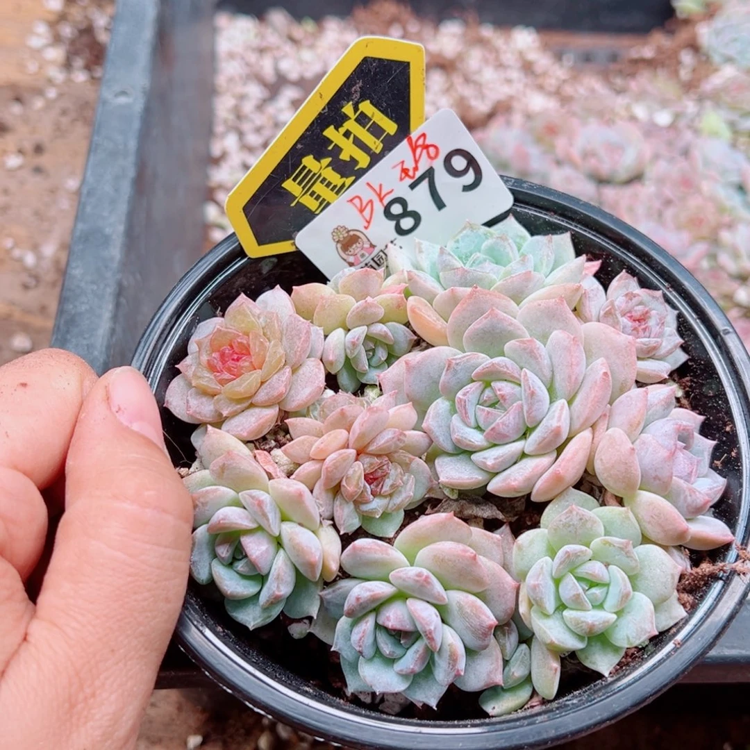 多肉植物多肉植物