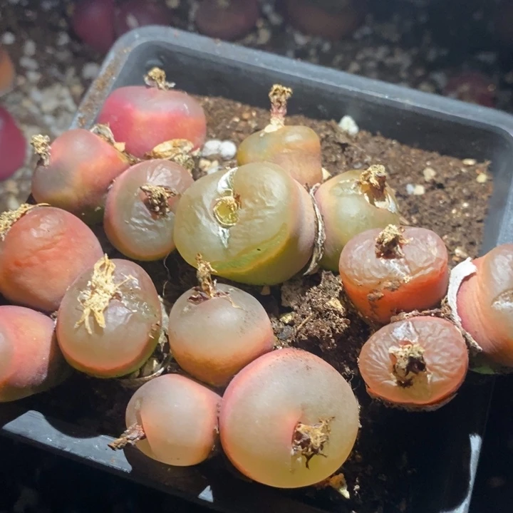 24172有伤一组一组