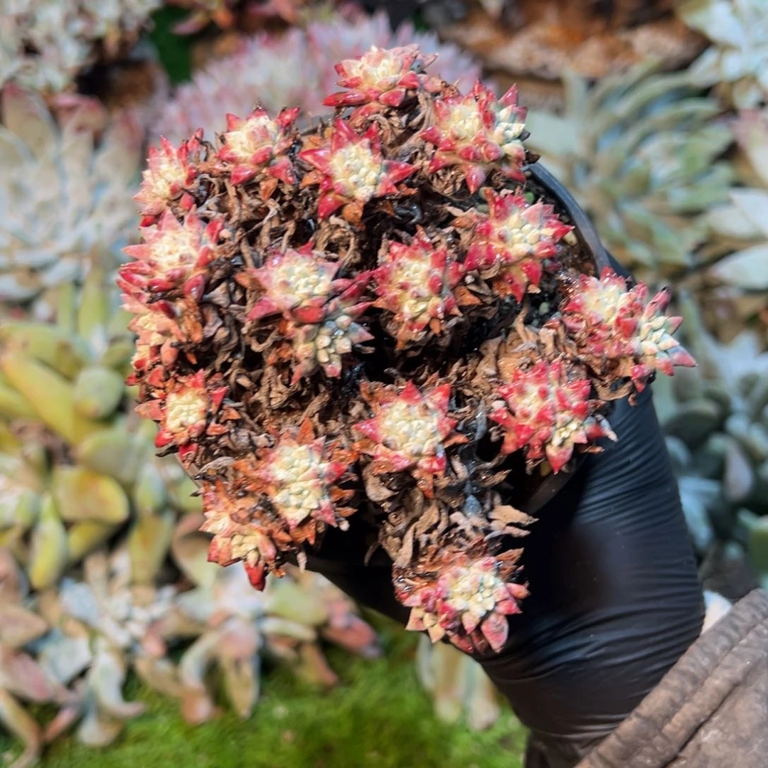 8229哈哈哈哈哈哈哈哈