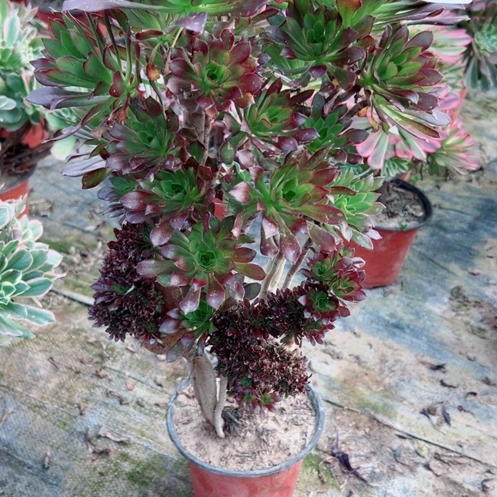 68黑缀多肉植物的