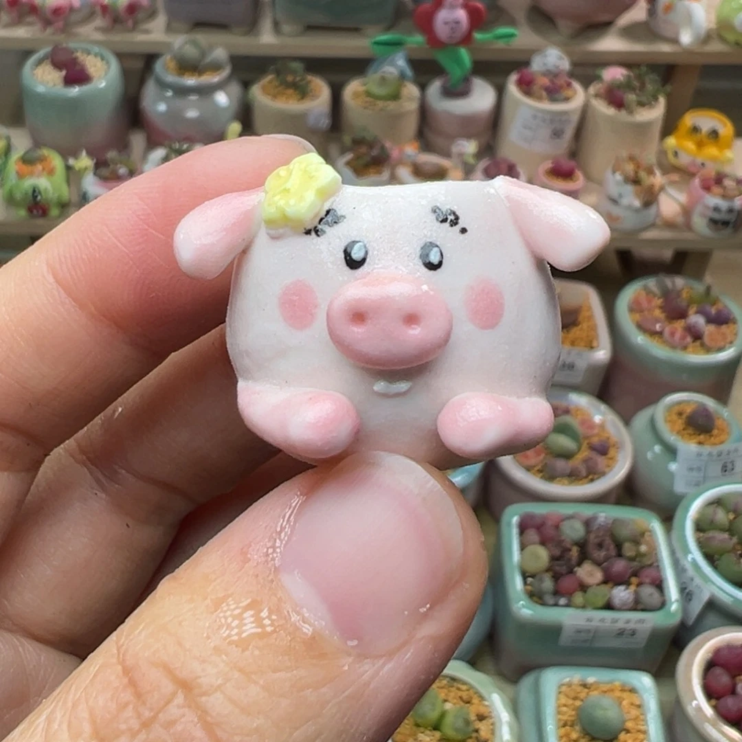 花*海多肉植物79号拇指盆