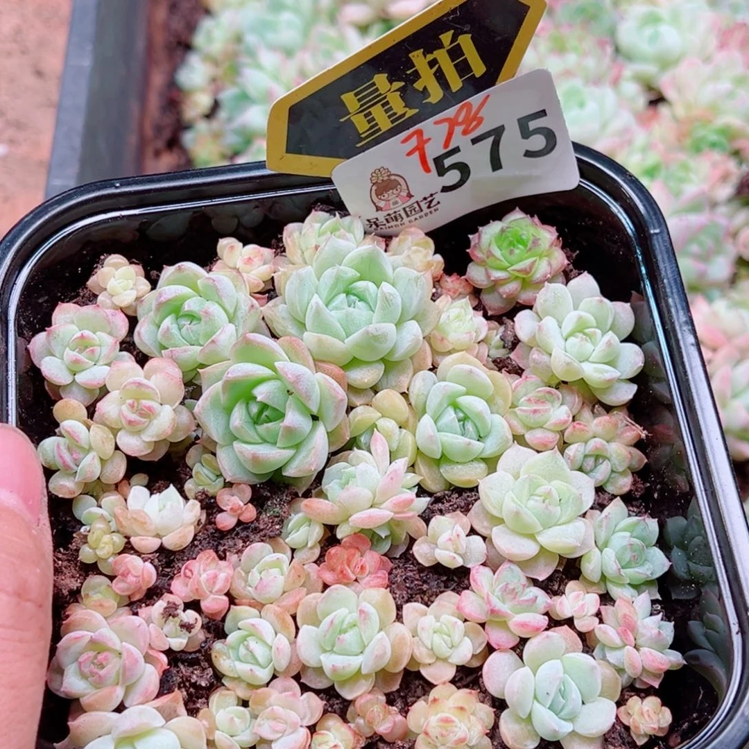 多肉植物多肉植物