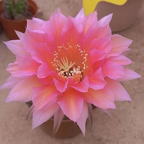 r***n仙人掌彩草5210脱土摘花发货