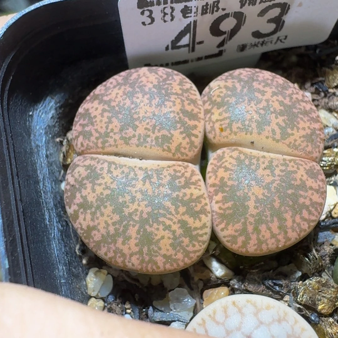 Ssss精品生石花493