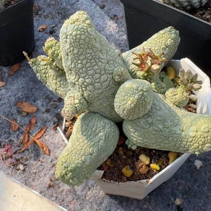 蛇蹄玉群生实生仙人球