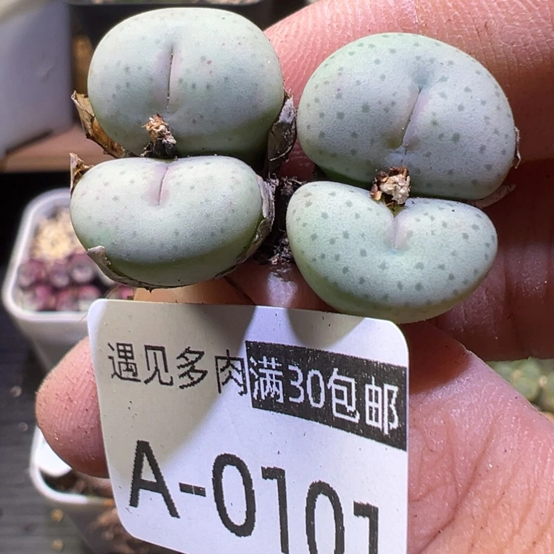 多肉植物1111111111111