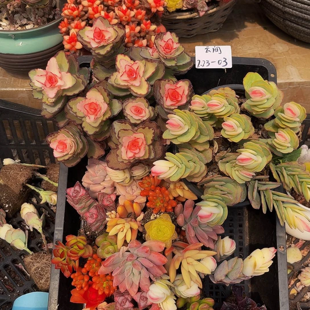 03号组合云间开播福利