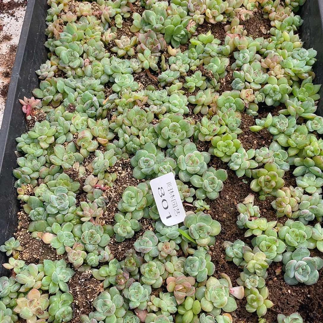 *****多肉植物多肉植物801