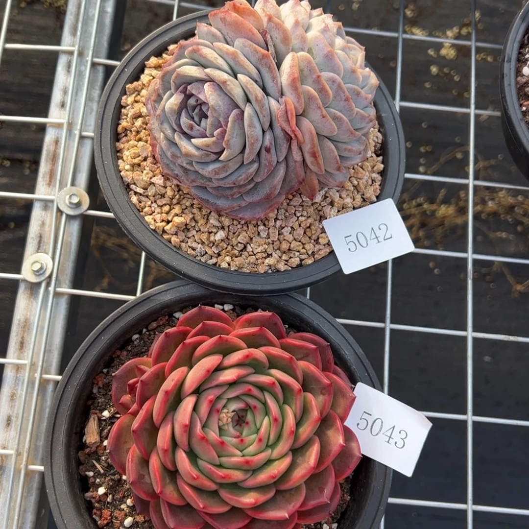 福****制5042 5043肉肉肉肉肉肉肉