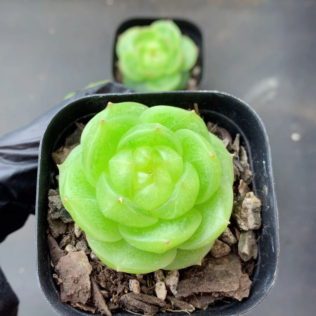 小***鱼58包邮  群生不包整