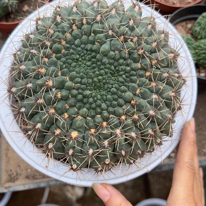 ****³吉祥如意等一大堆