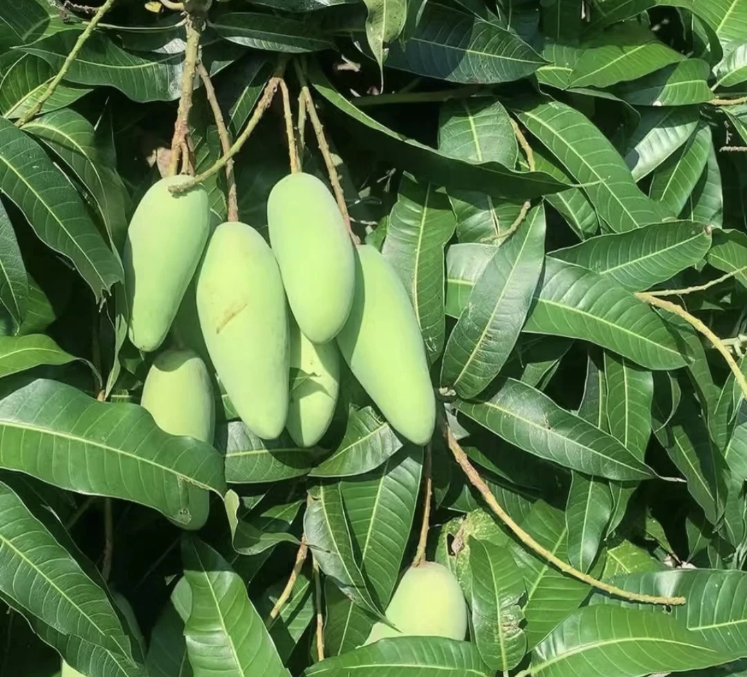 云南本地老品种四季芒配辣子新鲜发货