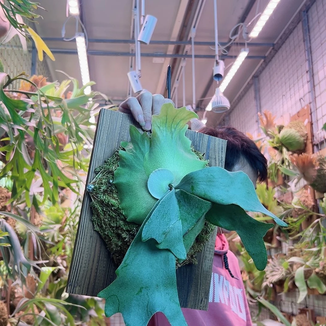 无花朵水汽爪哇a7