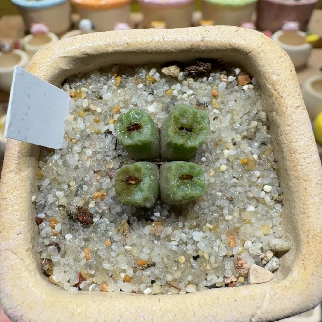 蘑菇1194烧麦多肉植物