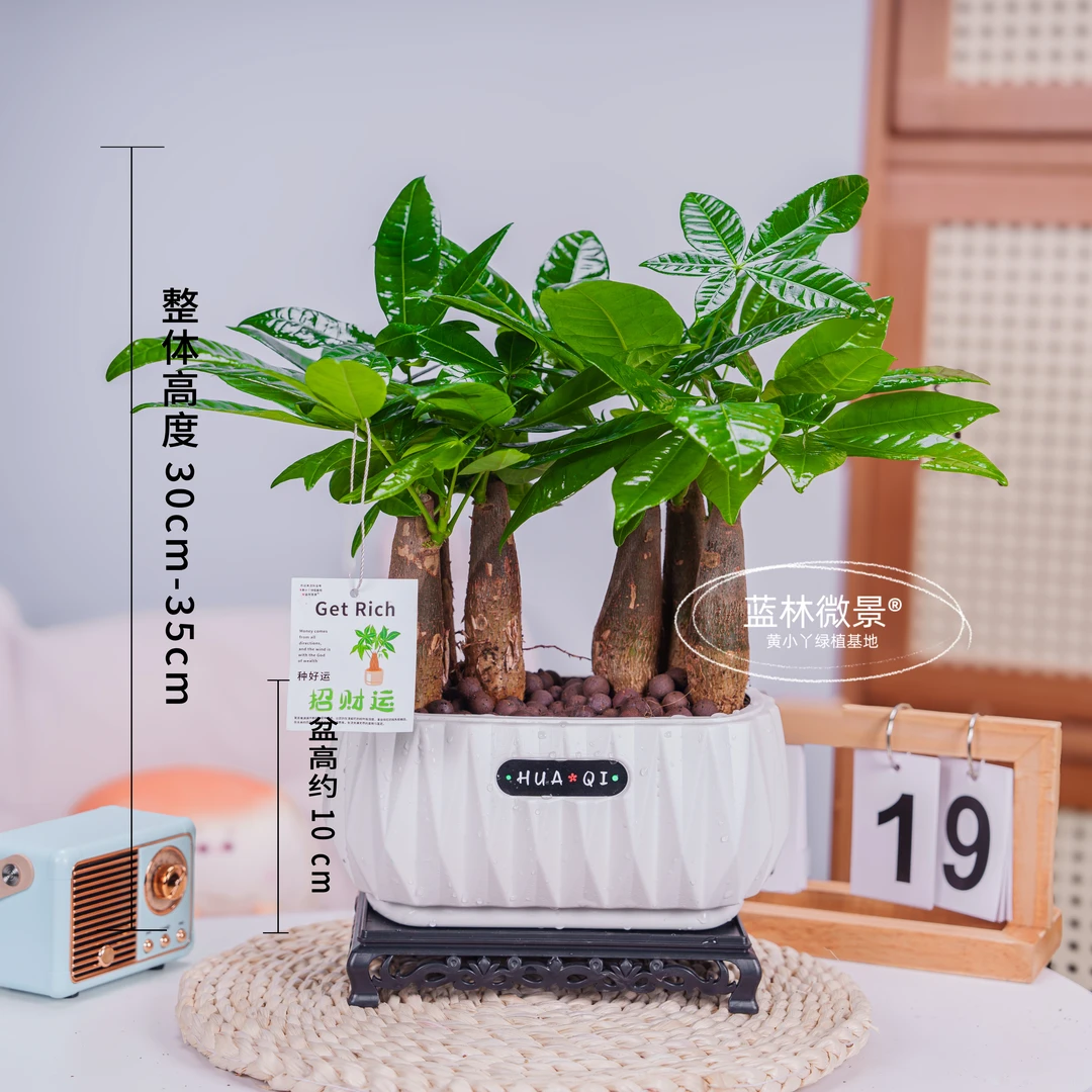 【六杆发财树】室内绿植（约30~35CM）6福桌面盆栽花卉好养护观叶耐旱