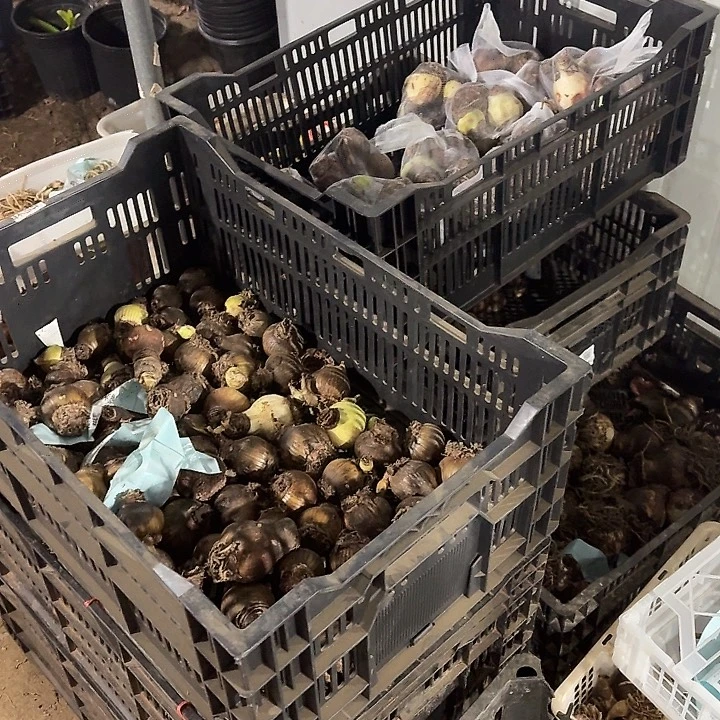 混球5个小干球残次不包售后3.5/5公分之间