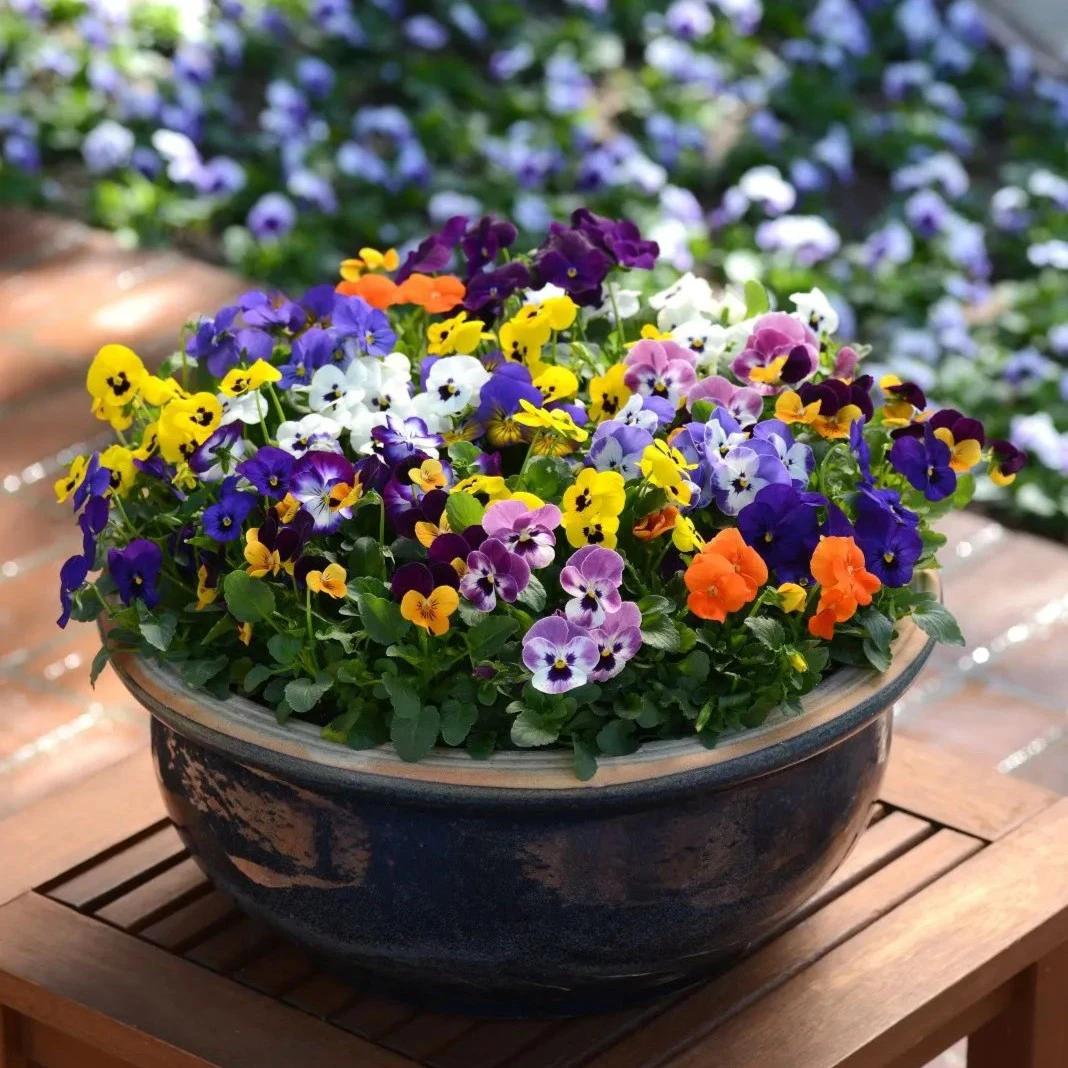 BLD【角堇穴盘苗】冬日精灵爆花漂亮花期长百搭