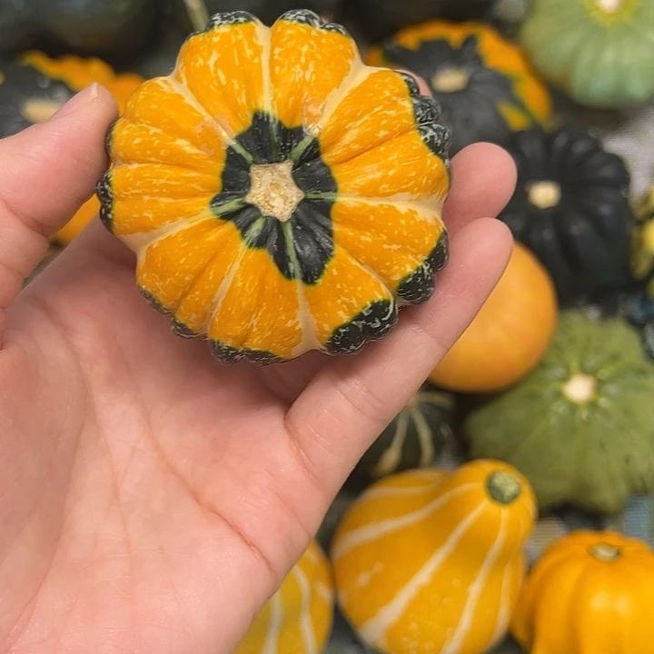 祥*居墨西哥葫芦葫芦葫芦葫芦葫芦