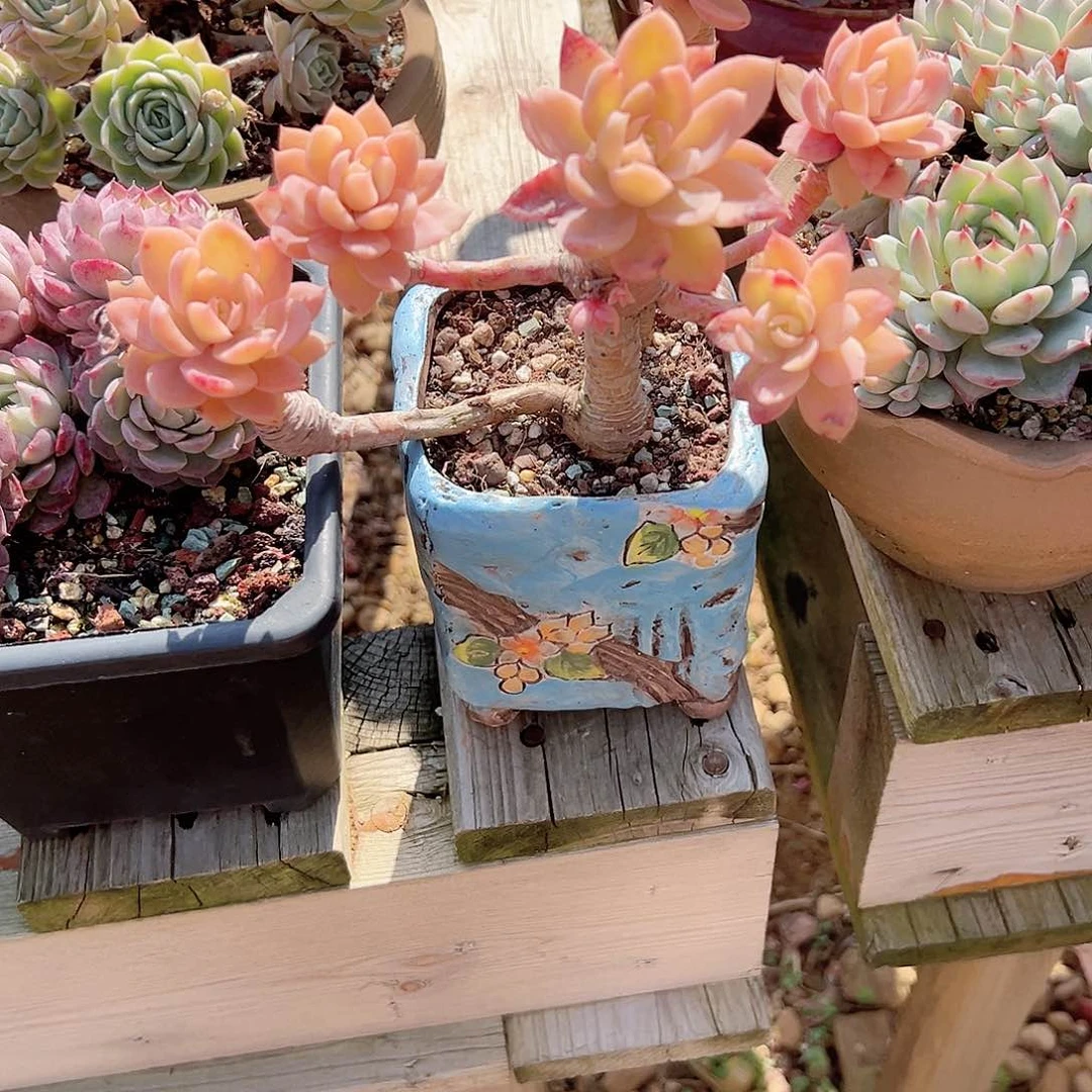 亦*丝绸多肉植物脱土