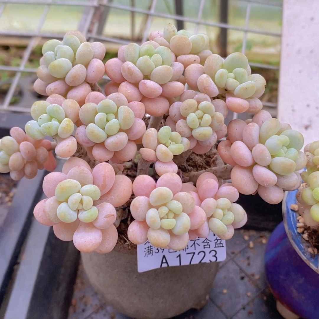洛可可有砍掉叶10cm1723多肉酱