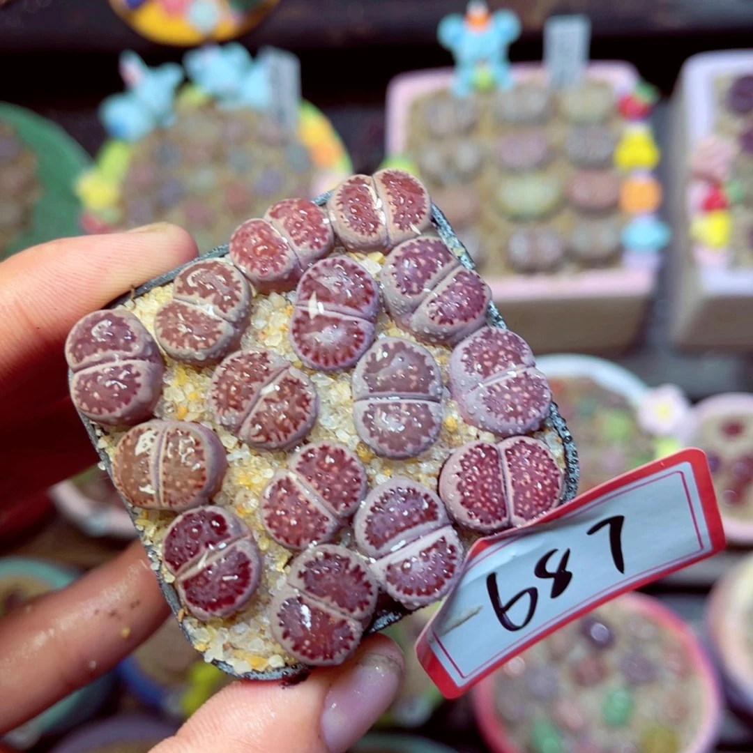 687生石花带盆发1