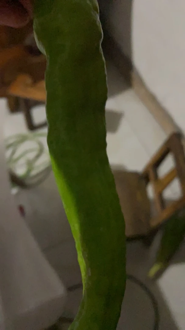 大辣子，不辣，好吃