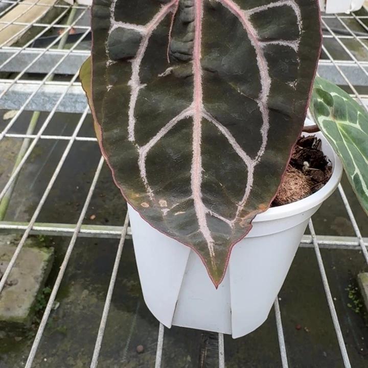 完全开放绝紫双头