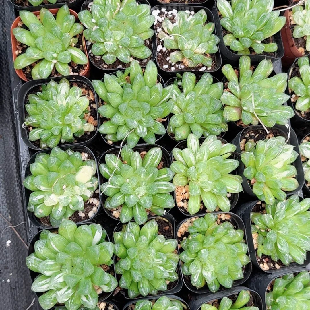 微锦苏州多肉植物一颗