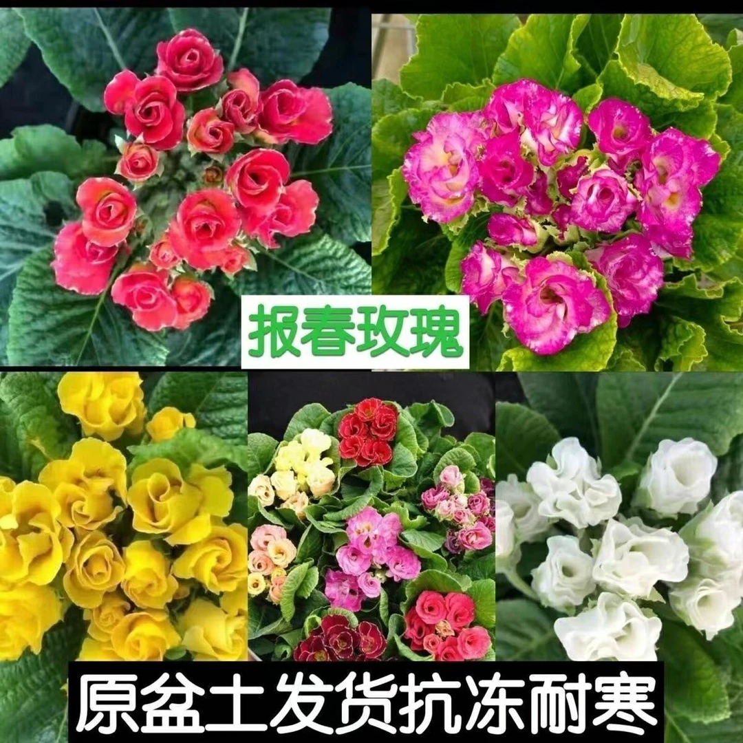 【玫瑰报春花盆栽带香味耐寒四季开花适合阳台室内庭院绿植花卉