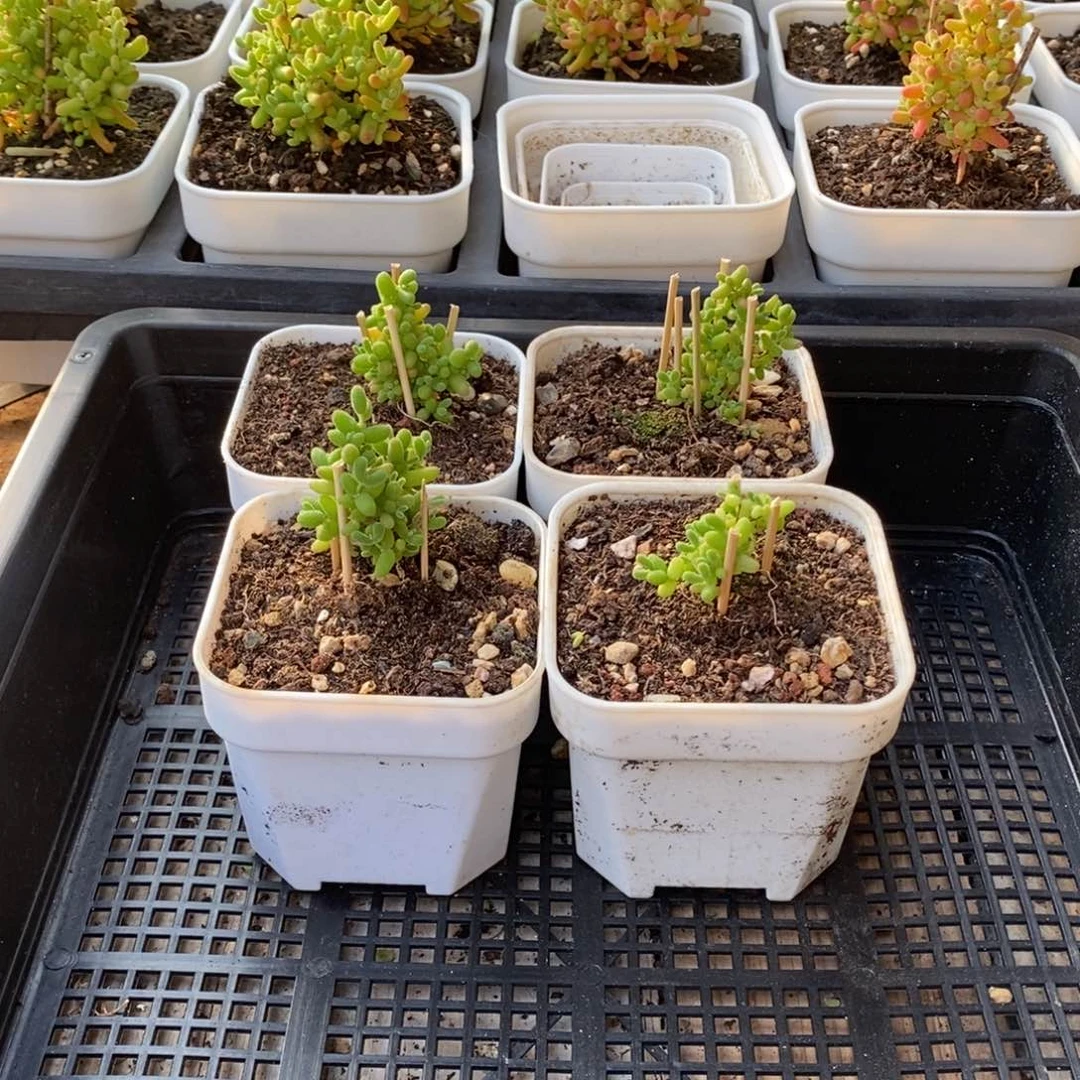 枝干番杏多肉植物631