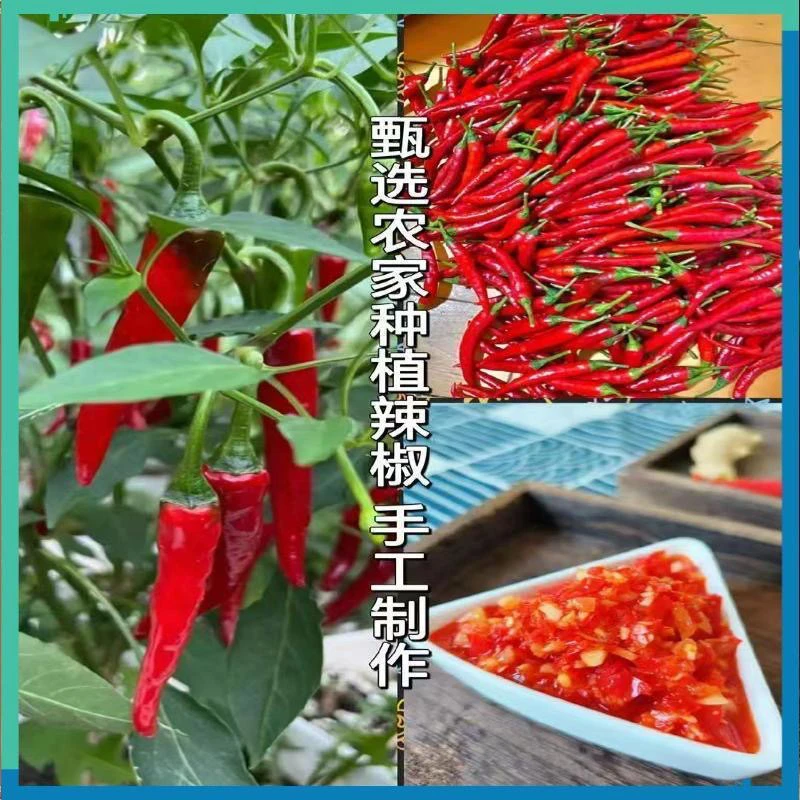 农副产品农家自制传统手工糟辣椒蒜蓉剁椒酸辣椒酱下饭神器