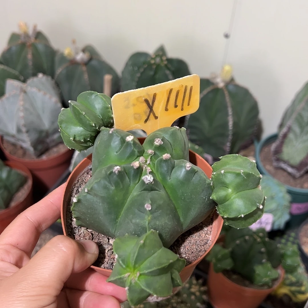 无花朵SQL咯哦哦信誉图我摸摸摸摸弄