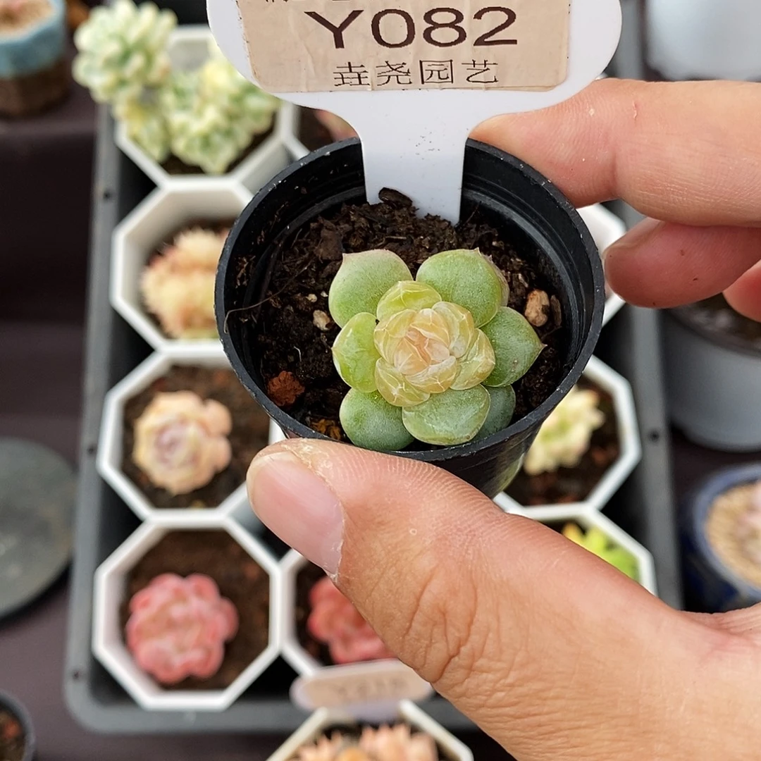 五****0082 糖心单头 2.5cm