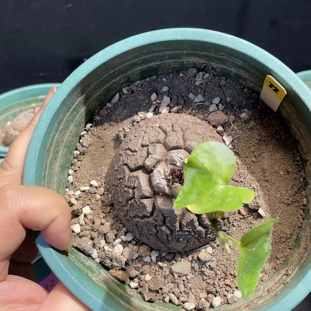 龟甲龙不退不换了