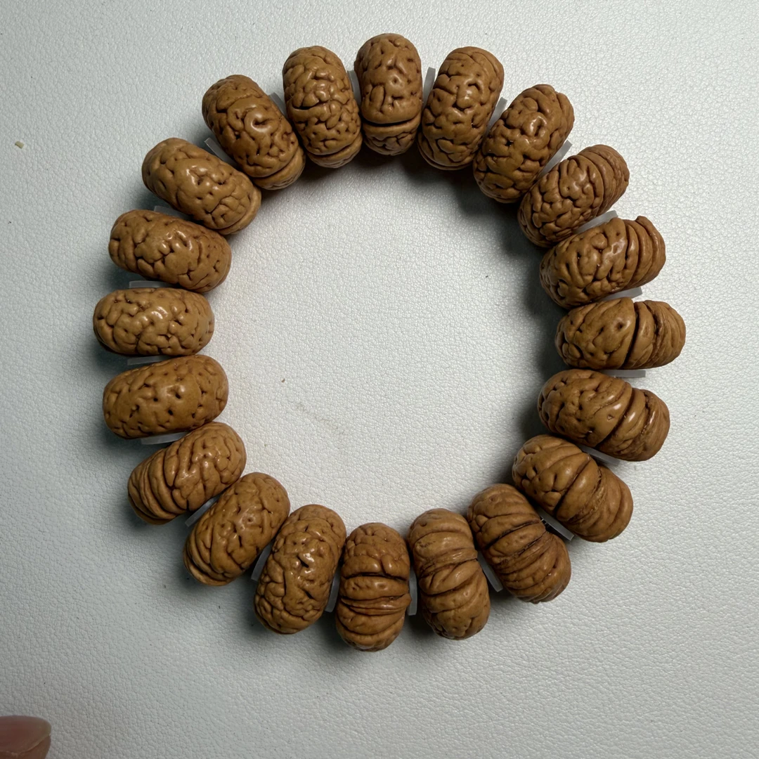 金蝉子宽脐夹板全品