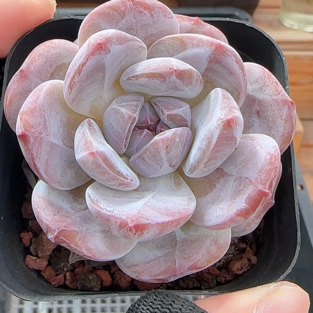 多肉0927--109石榴籽星影