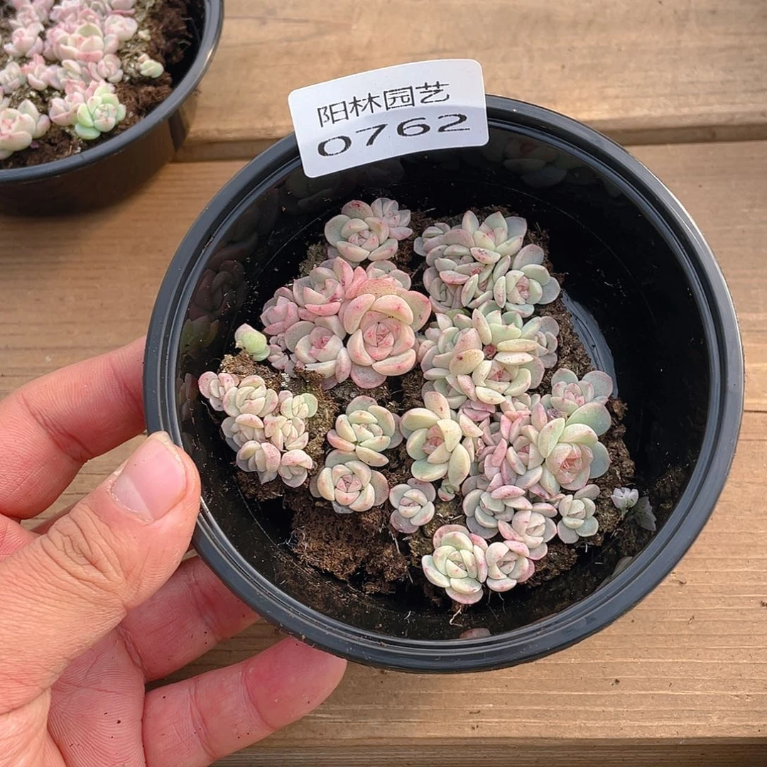 多肉植物多肉植物762