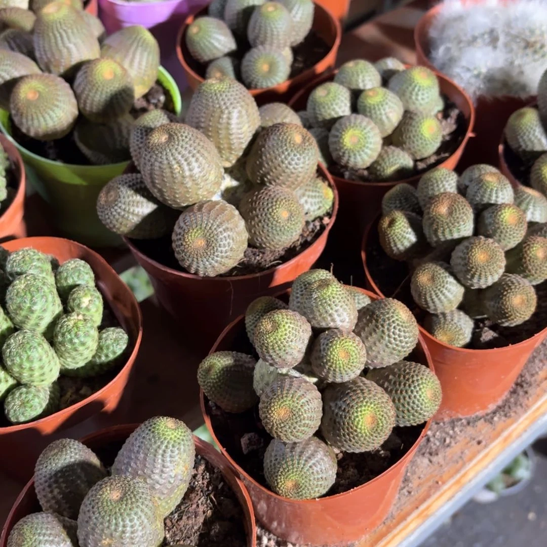 黑蝎子多肉整群11㎝盆