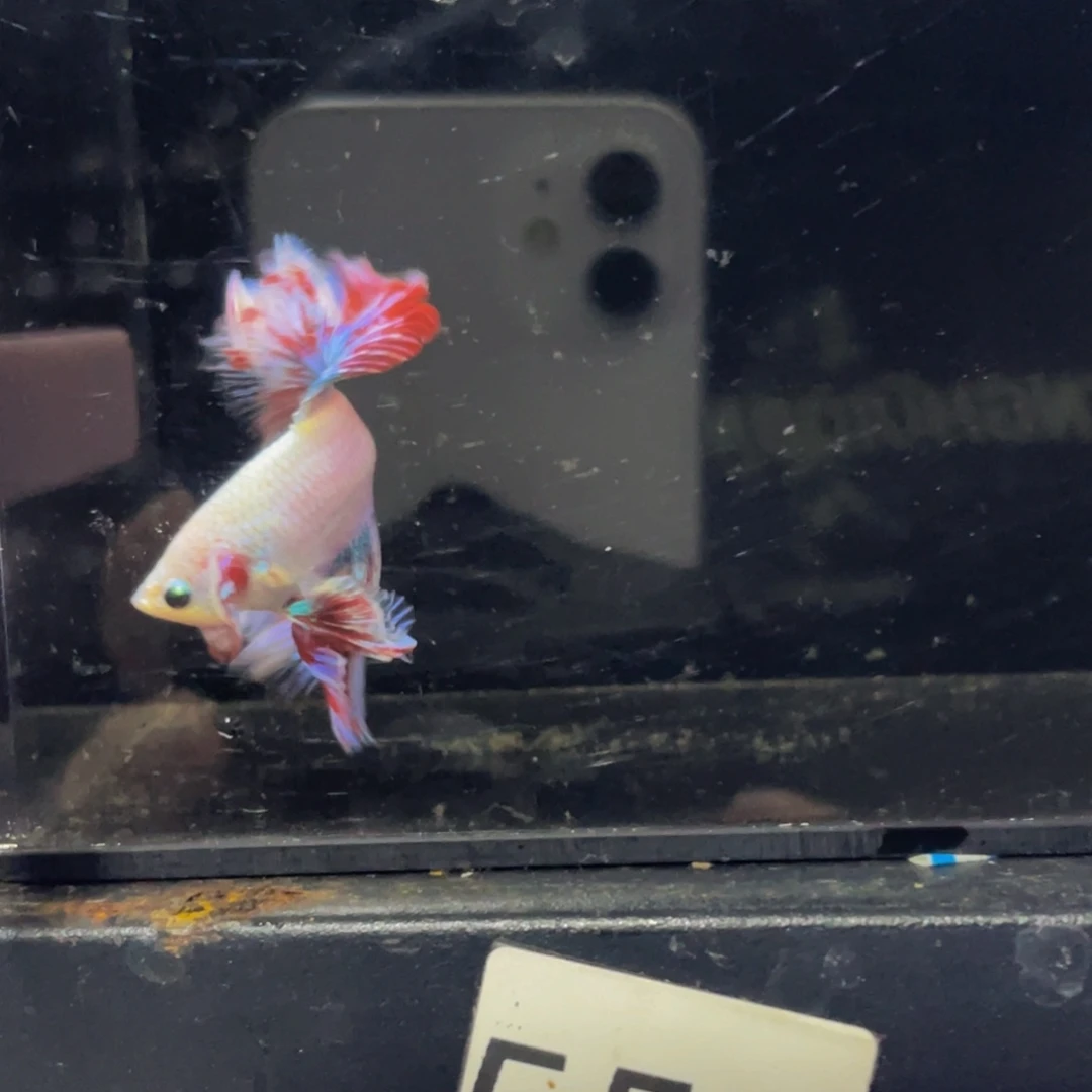 海水鱼哈哈哈哈哈哈哈558