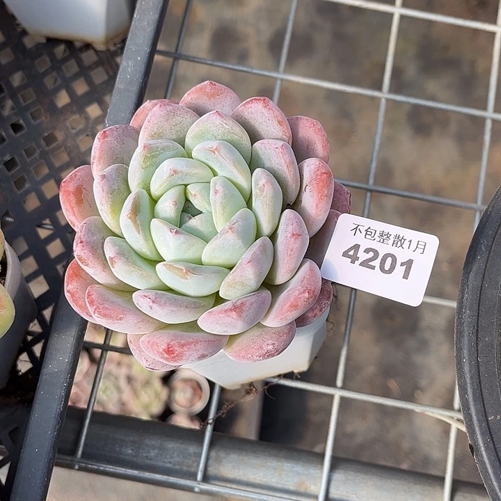 阿雅园艺。       4201冰橙