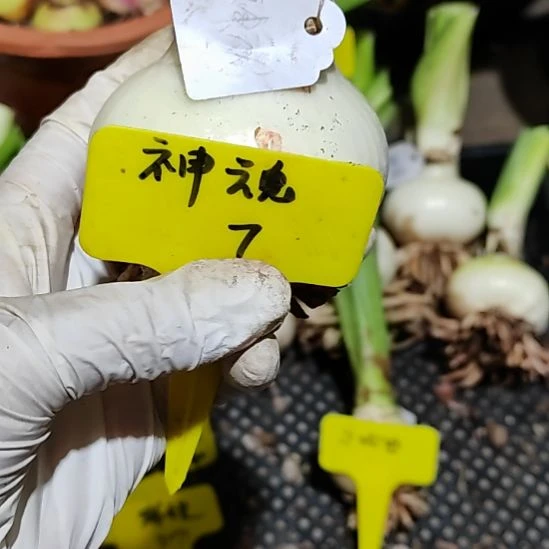 神魂颠倒   主球 7