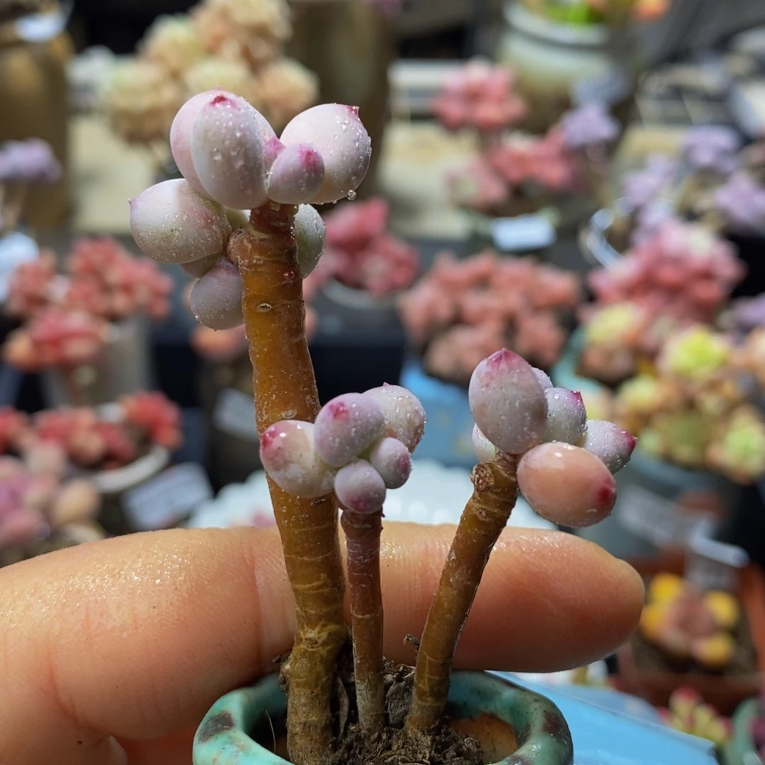 248？苹果奶4 厘米