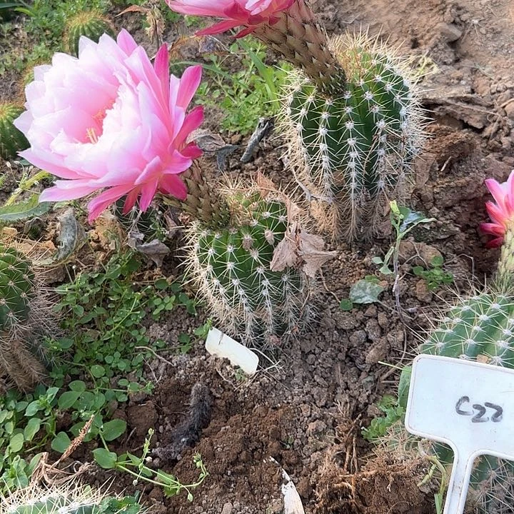 静****瑕疵毛花柱列宁30