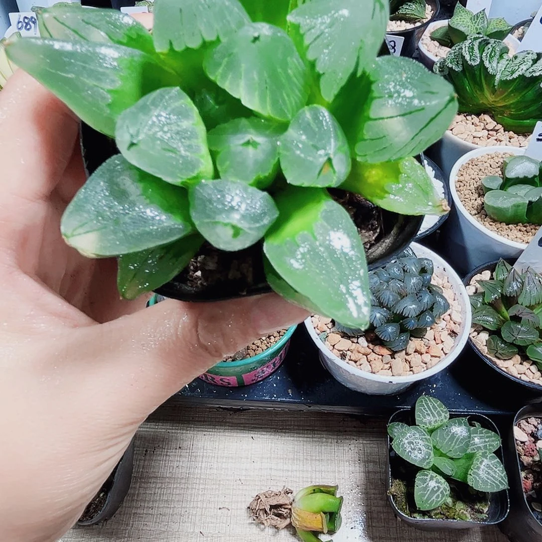特价冰城寿多肉植物