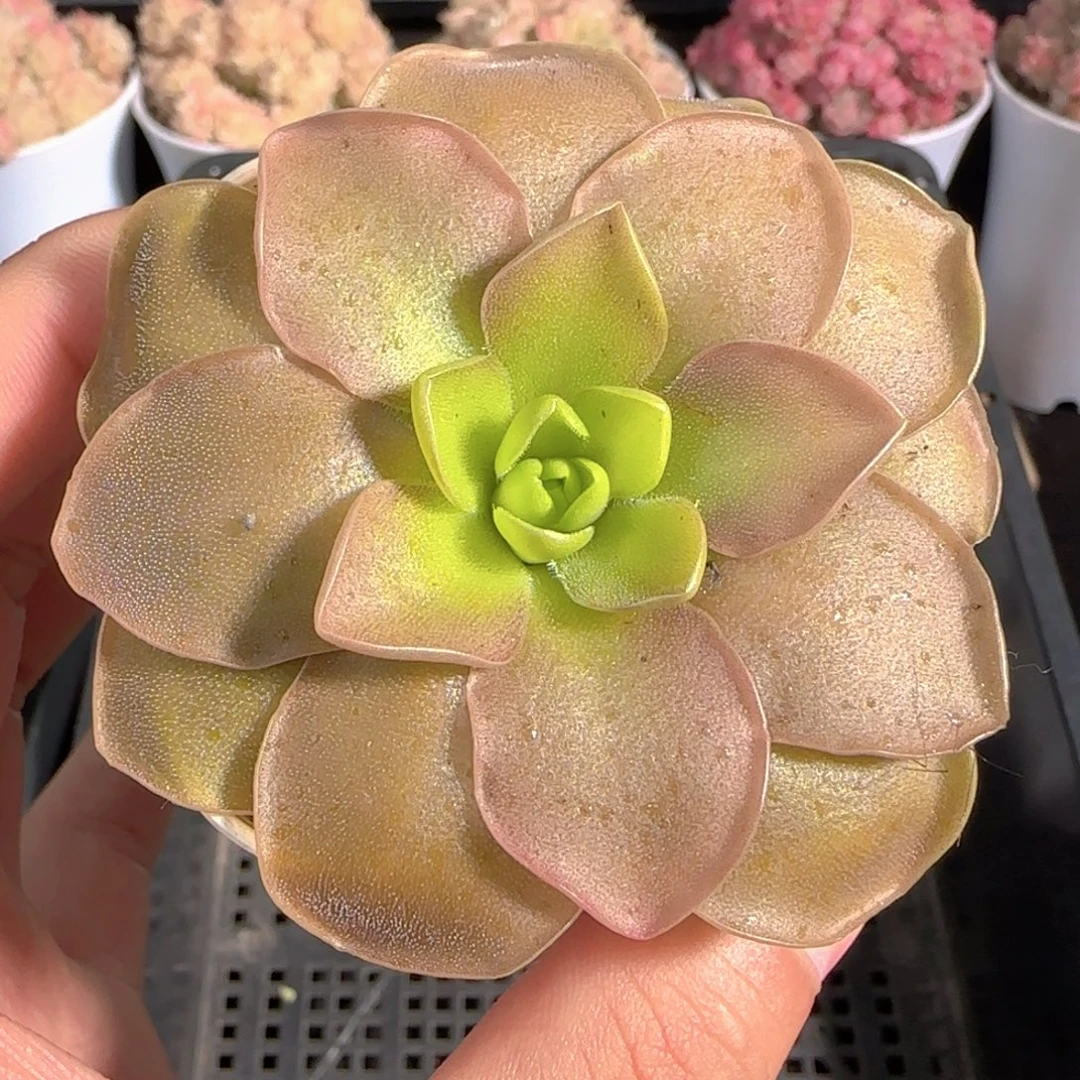 多肉1227-150赛题捕虫堇