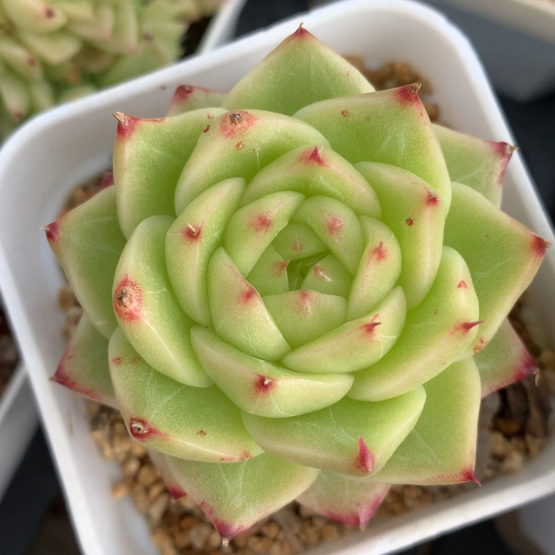 0617-114 麦杆优选