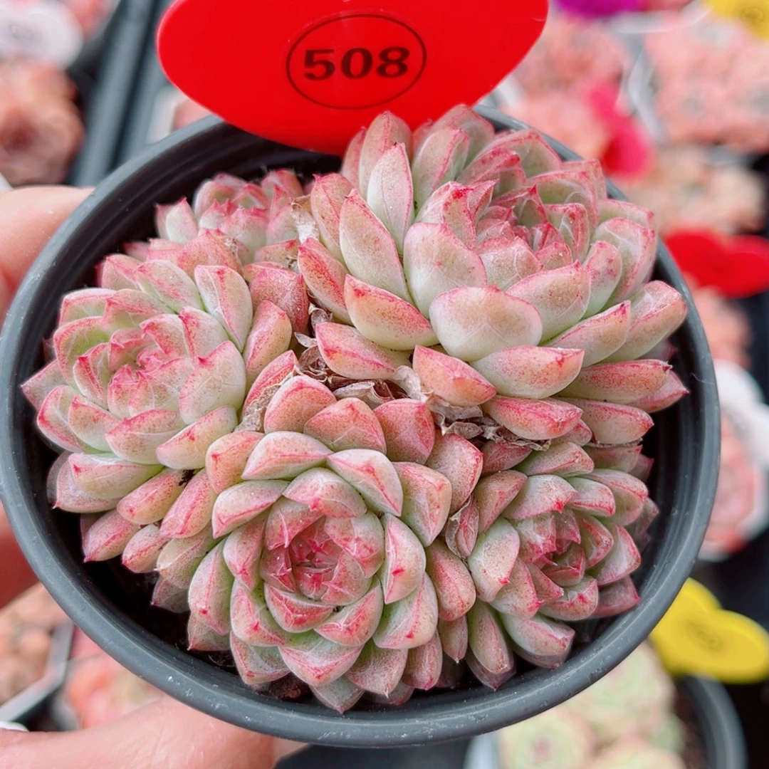 508号小老桩女王群